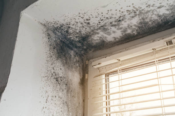Affordable Black Mold Remediation solutions in Oakland, OR